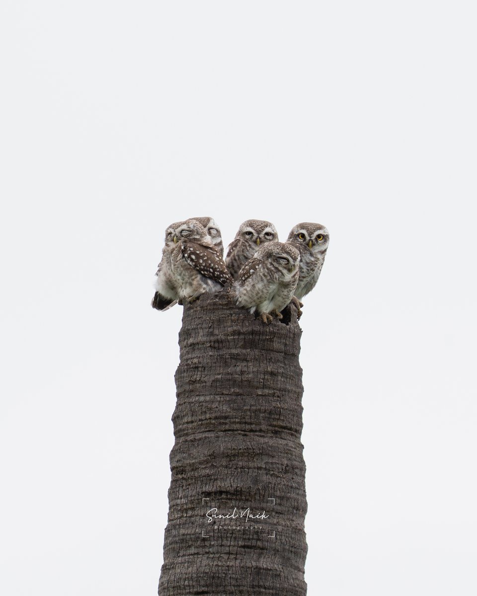 sunillnaik's tweet photo. Spotted owlets often roost in small family groups — this palm stump was clearly prime real estate. 🦉🌴 #birds #hyderabad https://t.co/7bPR6jBPSO