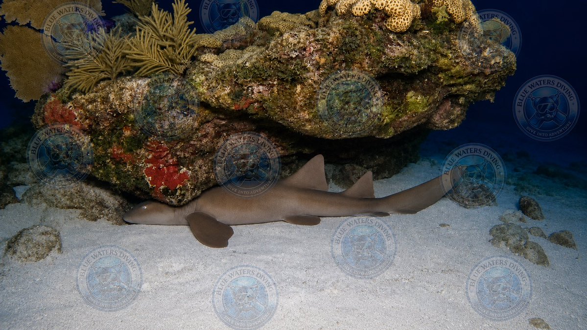 BlueWatersDive's tweet photo. A nurse shark settles beneath the coral ledges of Davey Crocker Reef for a well-earned night’s rest. Even the ocean’s gentle giants know the value of a safe place to sleep.

Image enhanced and edited using AI. 
#ScubaDiving #FloridaKeys #NurseShark #BlueWatersDiving https://t.co/9w0QiEgmz5