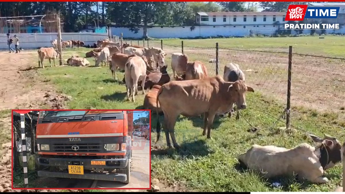 pratidintime's tweet photo. Assam: 74 Cattle Seized in Doomdooma, Three Held
Read: https://t.co/Of0Cxwjfz6
#Assam #Tinsukia #Doomdooma #CattleSmuggling #PoliceAction #IllegalTransport #BreakingNews #PratidinTime https://t.co/kK8PiQOPtV