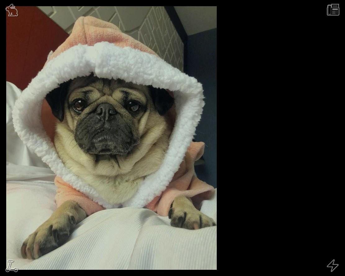 r88_h's tweet photo. Energetic puppies shake water off their fur after a bath with cute, clumsy movements. Their funny behaviors bring endless joy and relaxation to daily life. 🏨 Playing chess with a smart friend. https://t.co/WVXNoNt3Qc