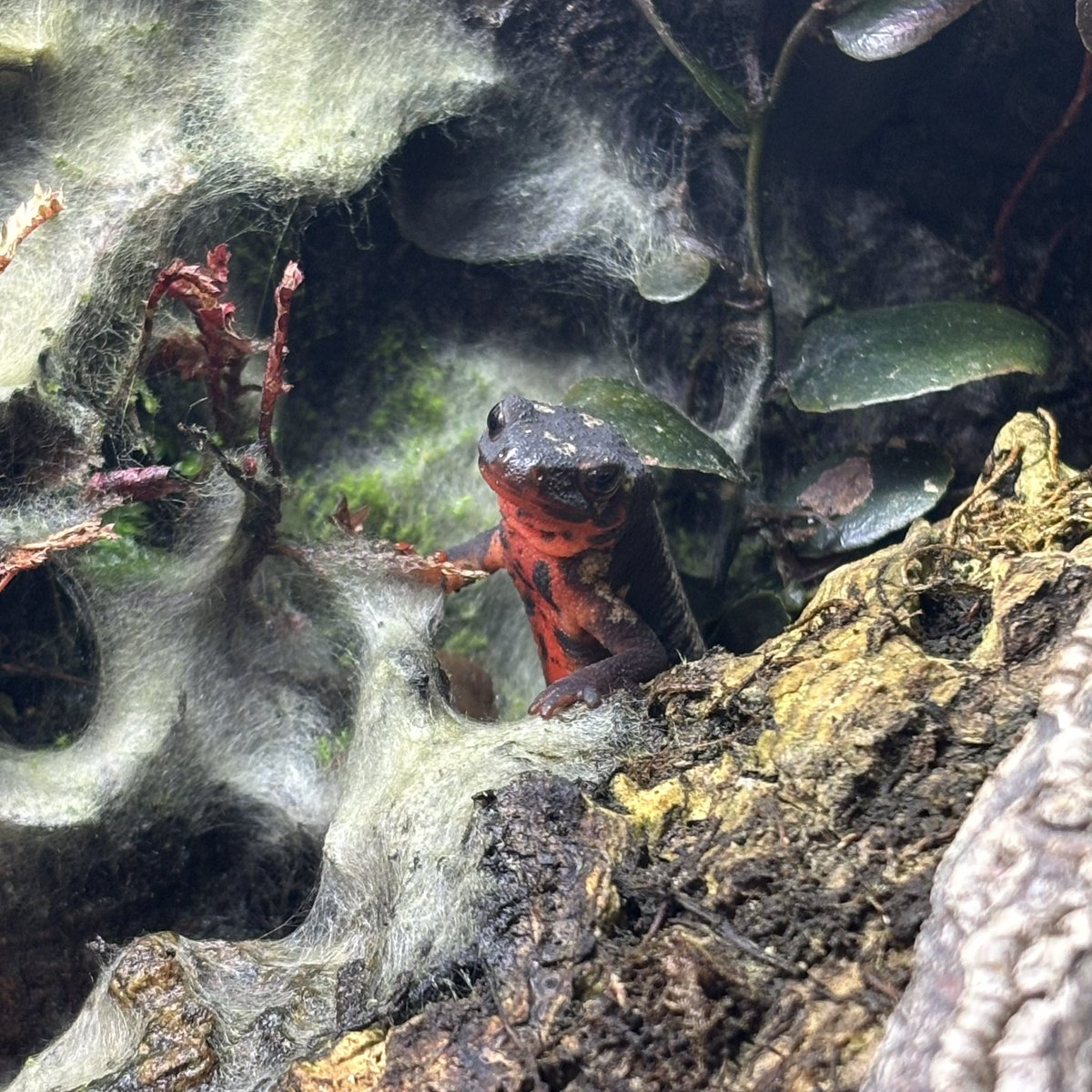 dalmatianfrog's tweet photo. ←穴の中の餌を食べるのに夢中なイモリ
→「何やってんだお前？」な感じで穴から顔を出すイモリ https://t.co/n9NGylB98U