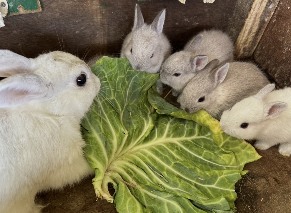 iwatesafari's tweet photo. 元気いっぱいなウサギの赤ちゃん🐰
お母さんの真似をして、もりもりキャベツを
食べるようになりました！
日に日に大きく成長しています！！

＃岩手サファリパーク　＃ウサギ　＃Rabbit　＃赤ちゃん　＃キャベツ　＃ムシャムシャ　＃食欲旺盛　＃どんどん大きく　＃元気に成長中 https://t.co/rVnTXdp1nn