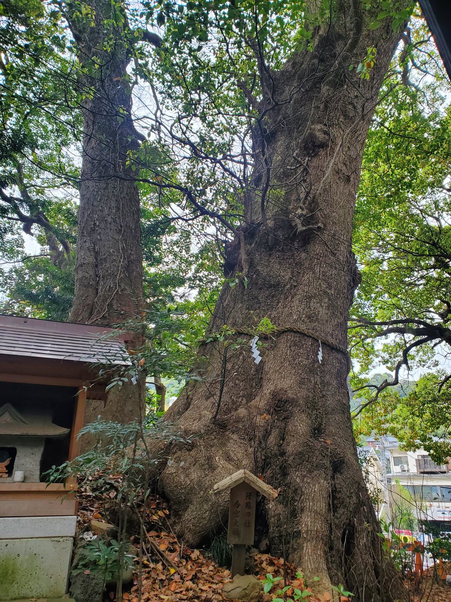 macky0923's tweet photo. 【現実逃避旅行記熱海編9】今宮神社で顔ハメと樹を拝む。デカい樹にアガるようになってきた。

#今宮神社
#今宮神社社叢
#天然記念物
#熱海 https://t.co/vupJEZ7qvj