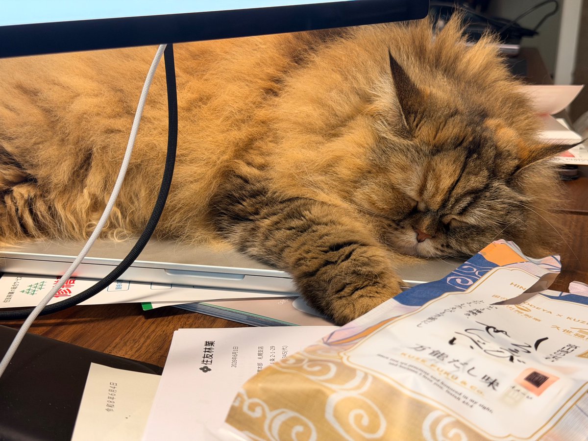 wddwycc's tweet photo. 我们家猫眼里的电脑是睡觉用的电热毯。 https://t.co/qMa7ERJX25