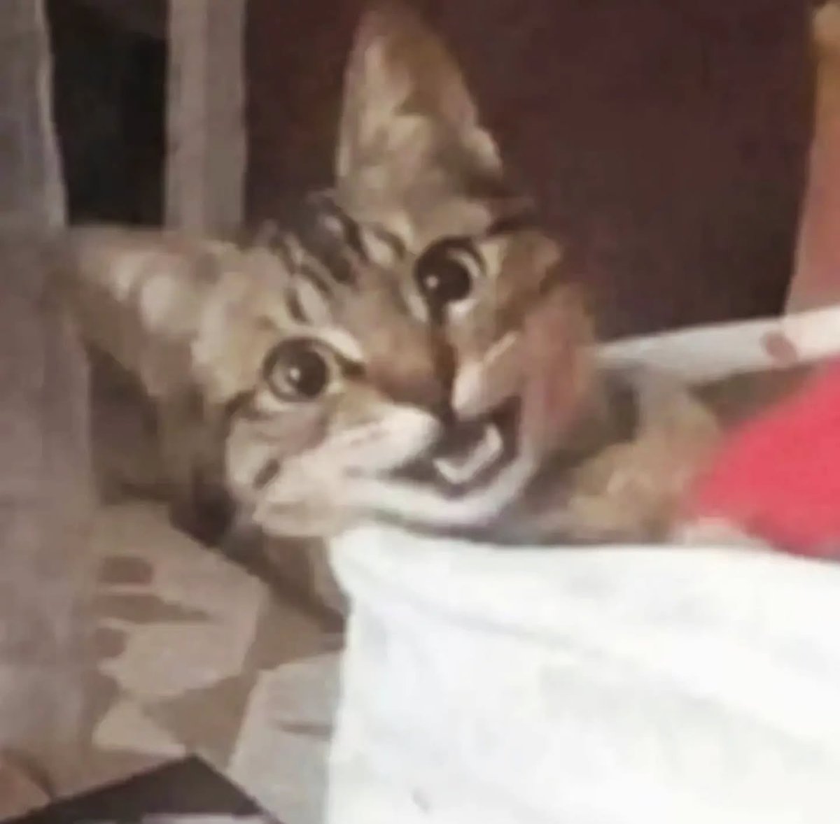 BestOfMeow's tweet photo. https://t.co/59u1WPwDit
