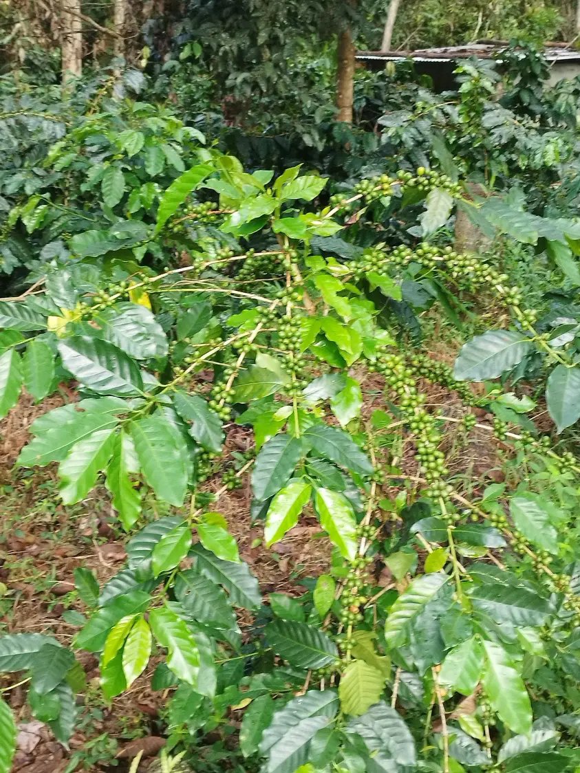ByarugabaRemi's tweet photo. Can anybody help me, what fertilizer spouse can  I use during fruit session?

Lets  what you use in your gardens.
Comment https://t.co/s5WqkJ1b30