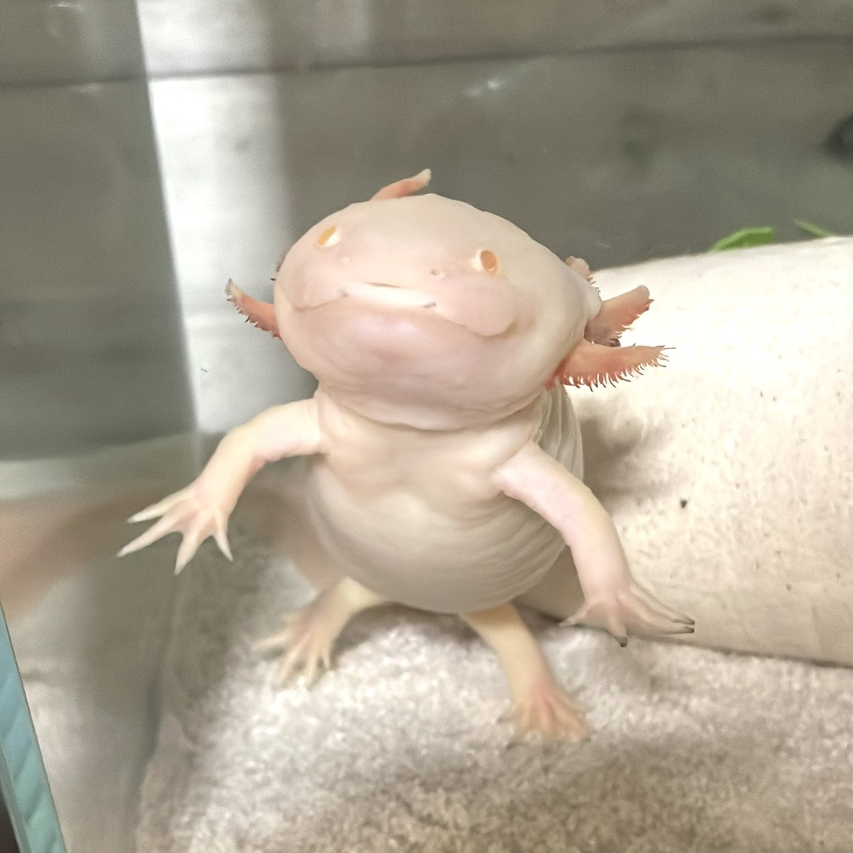 ウーパールーパー