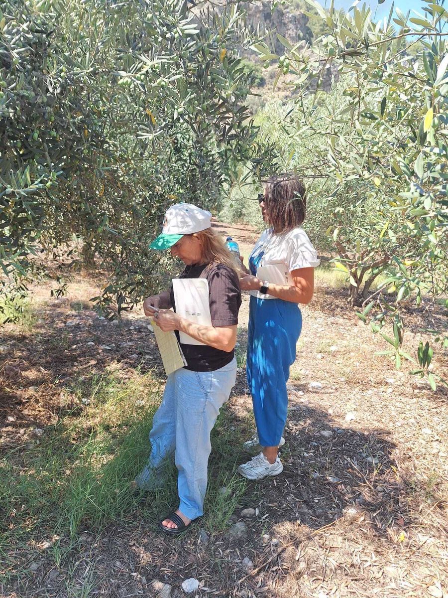 ortacatarim's tweet photo. 🐞🍊 Turunçgil bahçelerinde zararlılara karşı faydalı böcek salımları gerçekleştirildi. Ayrıca genel bahçe kontrolleri ile #ZeytinSineği, #HarnupGüvesi ve #AkdenizMeyveSineği monitör tuzakları kontrol edilerek hastalık, zararlı ve faydalı böcek takibi yapıldı. https://t.co/7yuVZ8WNE2