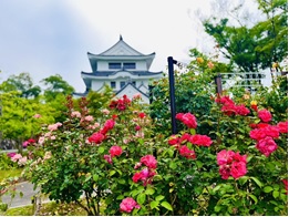 _asapy_'s tweet photo. ＼\🌹 #城山公園 で #バラ の花が見頃🌹/／

7月の今の時期は...” 二番花 ”が見られるよ！

ボランティアのかたが大切に育てた２０種類以上のバラの花と香りを楽しめるよ📷秋には秋バラも咲くよ～

一緒にバラを育ててくれる市民のかたを随時募集中✨
https://t.co/NmxiqRGQaJ
#尾張旭市 #あさぴー https://t.co/zufOmwgu4v