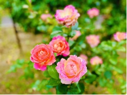 _asapy_'s tweet photo. ＼\🌹 #城山公園 で #バラ の花が見頃🌹/／

7月の今の時期は...” 二番花 ”が見られるよ！

ボランティアのかたが大切に育てた２０種類以上のバラの花と香りを楽しめるよ📷秋には秋バラも咲くよ～

一緒にバラを育ててくれる市民のかたを随時募集中✨
https://t.co/NmxiqRGQaJ
#尾張旭市 #あさぴー https://t.co/zufOmwgu4v