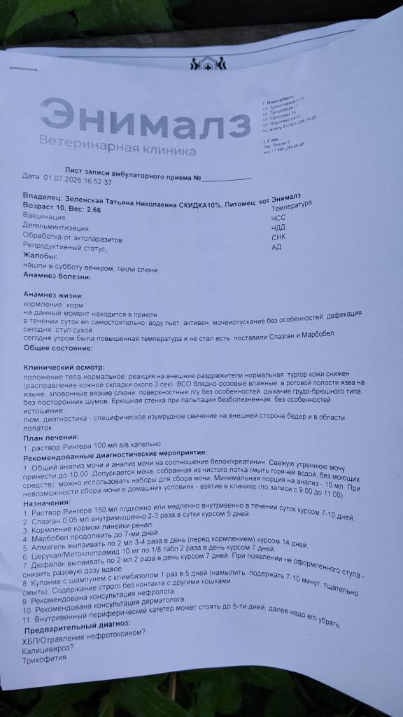 KoshacheZarstvo's tweet photo. Да, у него почечная недостаточность. И лишай, из за которого его не взяли на стационар. Поэтому буду пытаться вытянуть его сама. Долг в клинике вырос больше 100 тыс и растет. Нужна ваша помощь. 89513896703 Сбер, пометка благотворительность https://t.co/XuwTYPloWx