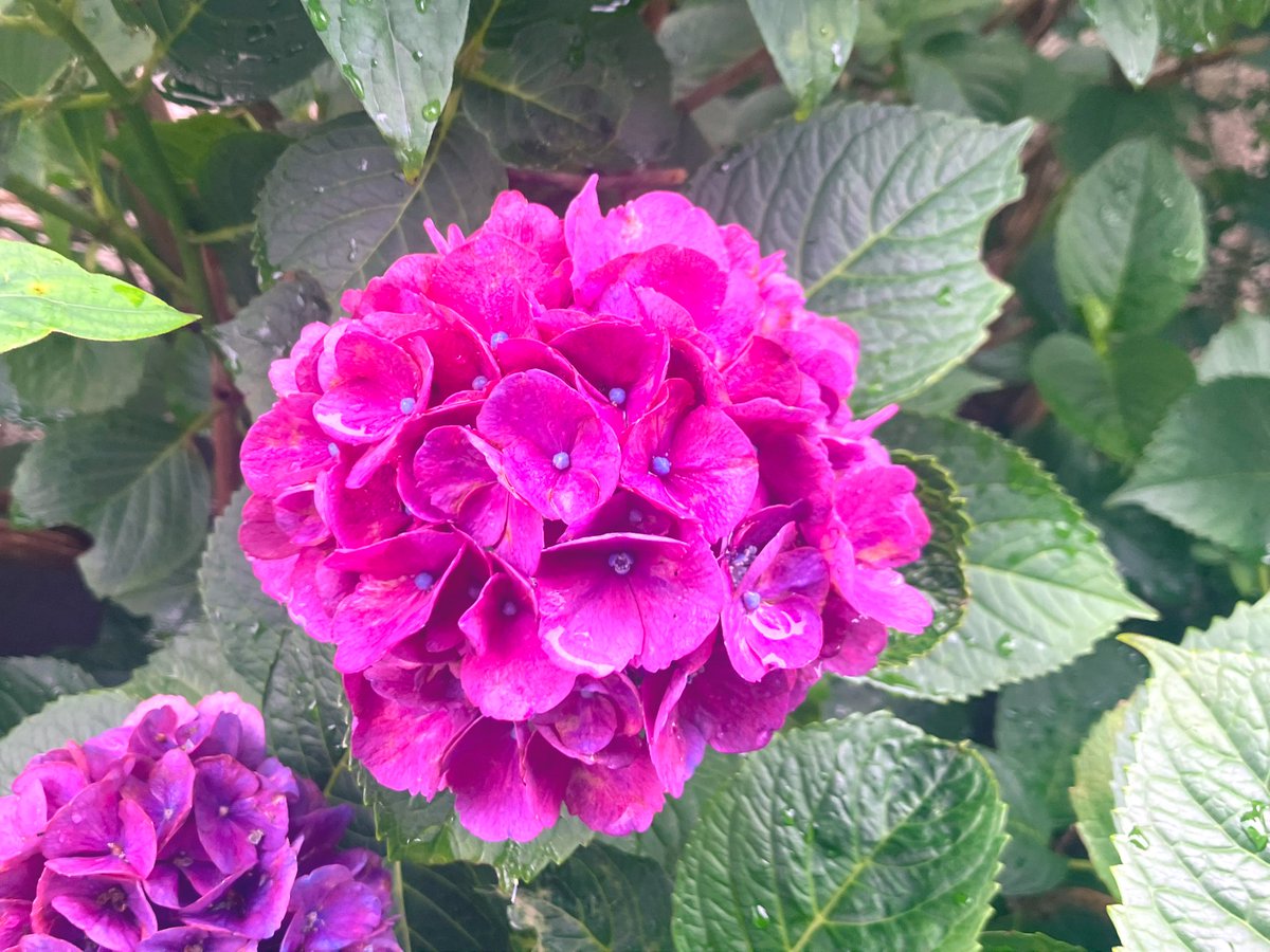 blue43milk's tweet photo. 雨上がり
#イマソラ
#空
#紫陽花 https://t.co/4016hwvv0Z