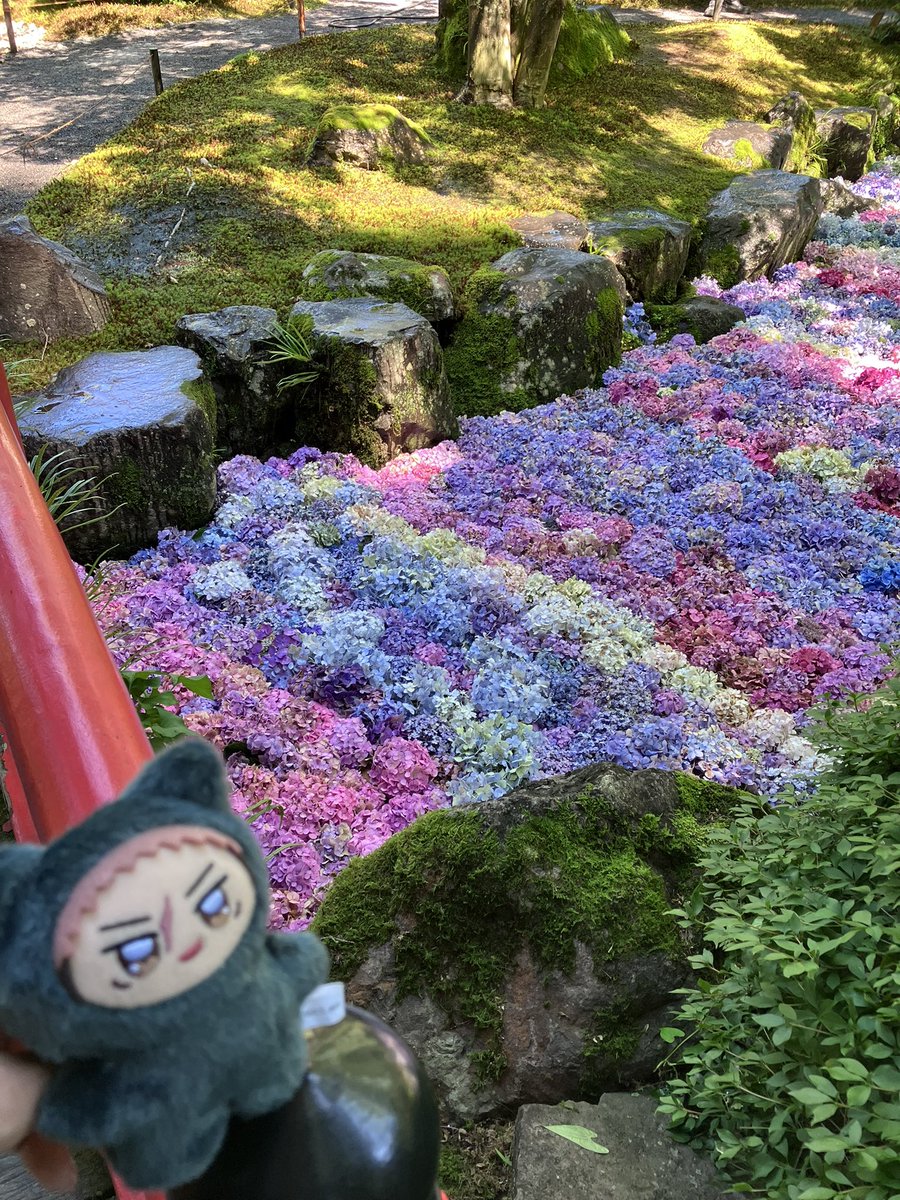 penta34sai's tweet photo. 野良ちみゆちゃん、初めてのおでけけ✨
これは6/30に行った佐賀の祐徳稲荷神社の庭園の紫陽花とおはこ餅ソフト🍦
めちゃくちゃ晴れてたね☀️
おもいであげあげ。
#じゅじゅぬい https://t.co/tdiiWQIiqV