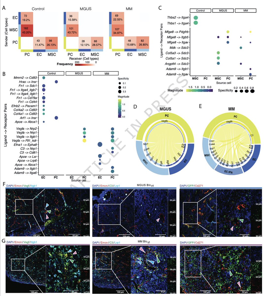 Myeloma_Doc's tweet photo. #Myeloma Paper of the Day: Endothelial cells adopt a stress-associated program at #MGUS that precedes angiogenesis in myeloma, while mesenchymal stem cells undergo early and sustained loss of differentiation capacity: https://t.co/yGpmxwHzsk. #mmsm https://t.co/kbsIeYtwux
