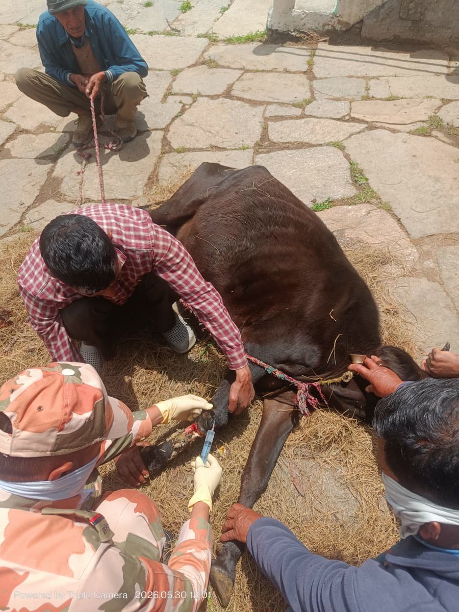 DoBM_GoI's tweet photo. The @ITBP_official continues to organise regular animal healthcare camps under the #VibrantVillagesProgramme to support livestock health in border villages. One such camp was organised in Jaspur, Purali and Jhala villages of Uttarkashi district, #Uttarakhand https://t.co/MsajUeYsYy