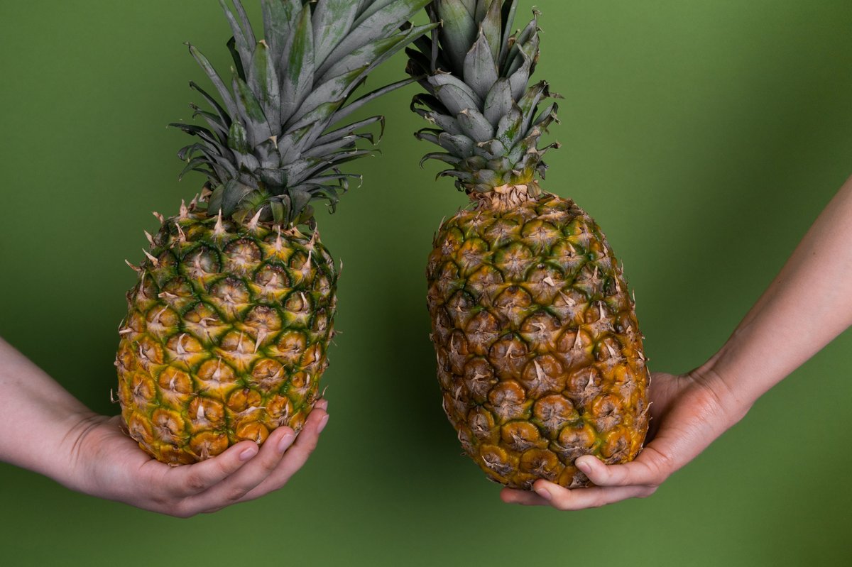 traumatogeek's tweet photo. Cada vez que te comes una piña… la piña te come a ti.
Sé que suena a titular sensacionalista. Pero es ciencia, y bastante siniestra si te paras a pensarlo.

La piña esconde una enzima: bromelaína. Y su trabajo es sencillo, destroza proteínas. El problema es que tú y yo, estamos hechos de proteínas. Un 16%, más o menos. Así que sí: mientras masticas la piña, la piña intenta masticarte a ti.

Pero tranquilidad. El ácido de tu estómago la destruye antes. Por eso nadie se ha disuelto jamás comiendo macedonia.

Esa misma enzima “devoradora” la usamos en quirófano. En serio. Existe un fármaco, extraído del tallo de la piña, que se usa para limpiar quemaduras profundas. Desbridamiento enzimático, se llama.

Lo que en tu boca es una anécdota curiosa, también es una herramienta que evita amputaciones.

Termino con una leyenda: dicen que a los recolectores de piña se les borran las huellas dactilares de tanto manipularla. La ciencia no lo ha confirmado, pero es demasiado buena para no contarla.

La piña no es tan inocente como parece. Pero vamos, que eso lo aprendiste con los carros de Mercadona…

#LaTraumatologaGeek