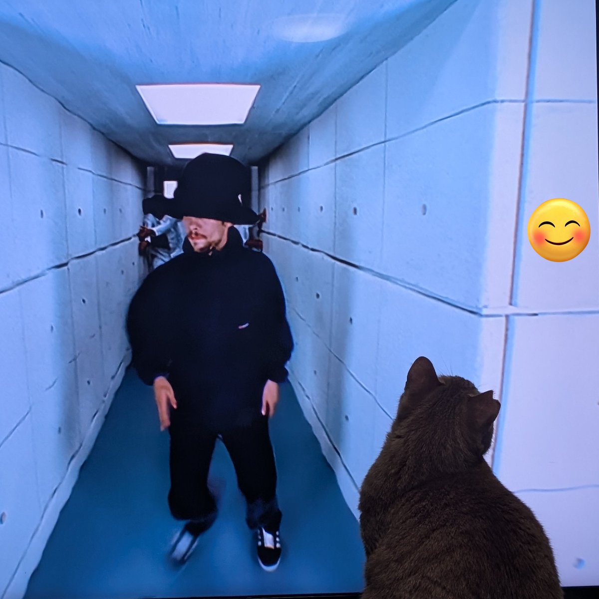 tptonton's tweet photo. ラグオリしてた時はスクショとカメラでアルバムが埋まっていったけど今はほぼ猫！
あおいさんは画面の中の虫を仕留めていました https://t.co/7aUe83wTtR