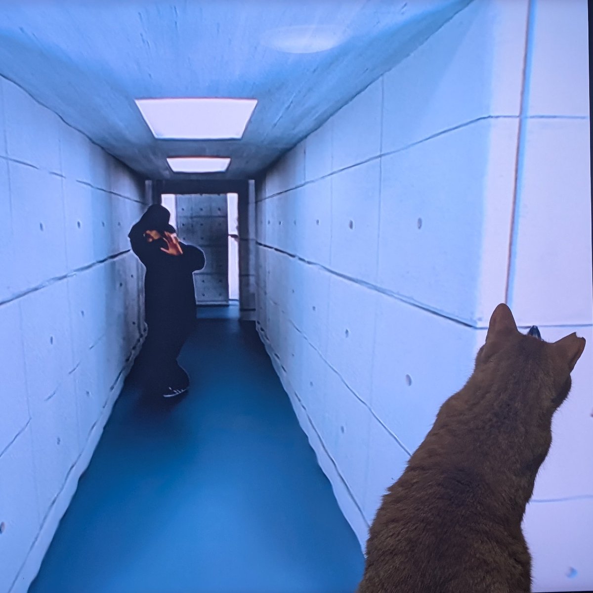 tptonton's tweet photo. ラグオリしてた時はスクショとカメラでアルバムが埋まっていったけど今はほぼ猫！
あおいさんは画面の中の虫を仕留めていました https://t.co/7aUe83wTtR