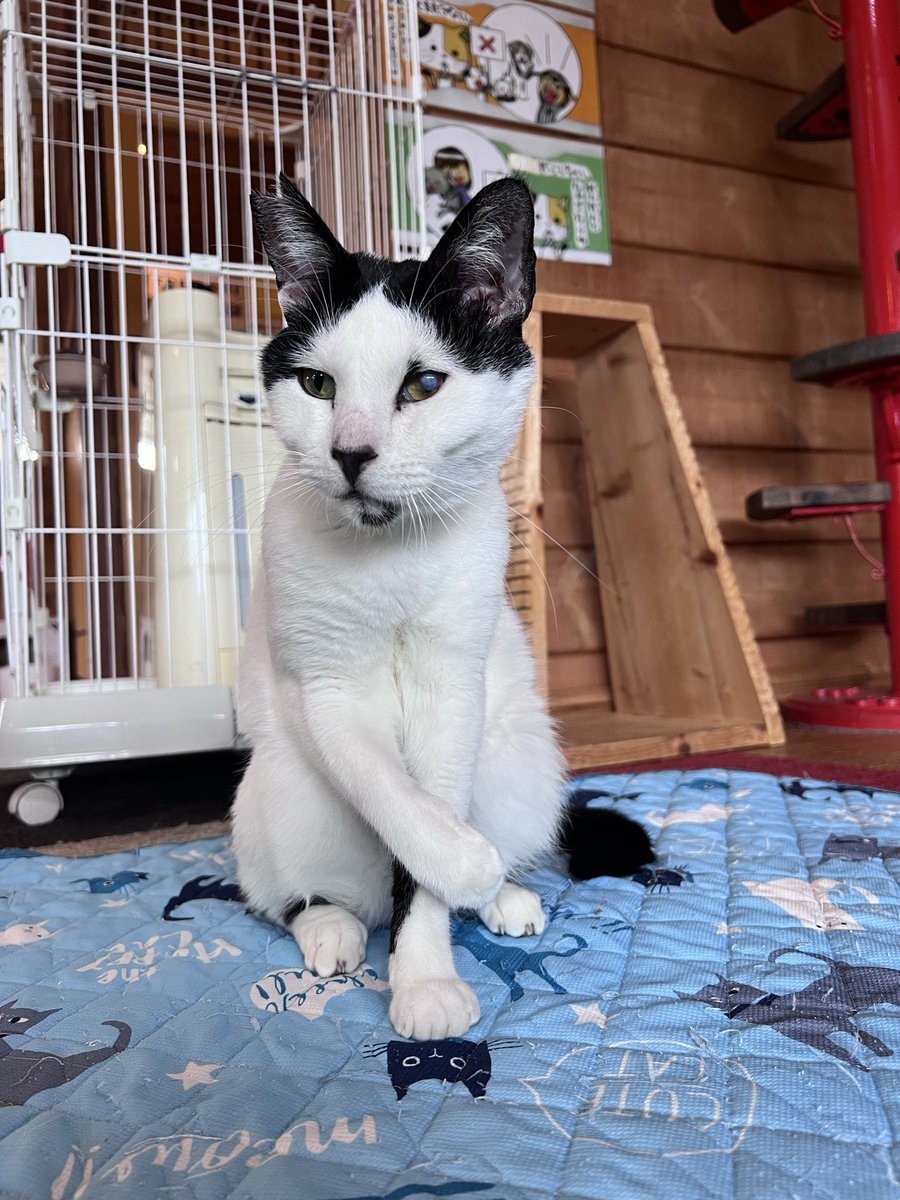 nekonoie5622's tweet photo. ☆卒店のお知らせ☆
人慣れ抜群💕遊ぶの大好き🐾スリゴロボーイの「しろ丸」くんにずっとのお家ができました🏠
ご縁に恵まれ、あっという間の卒店です😳✨
卒店は7/11（土）午前中の予定です🐈
卒店までにぜひ会いに来てくださいね🐈‍⬛ https://t.co/5xyKrViY4o