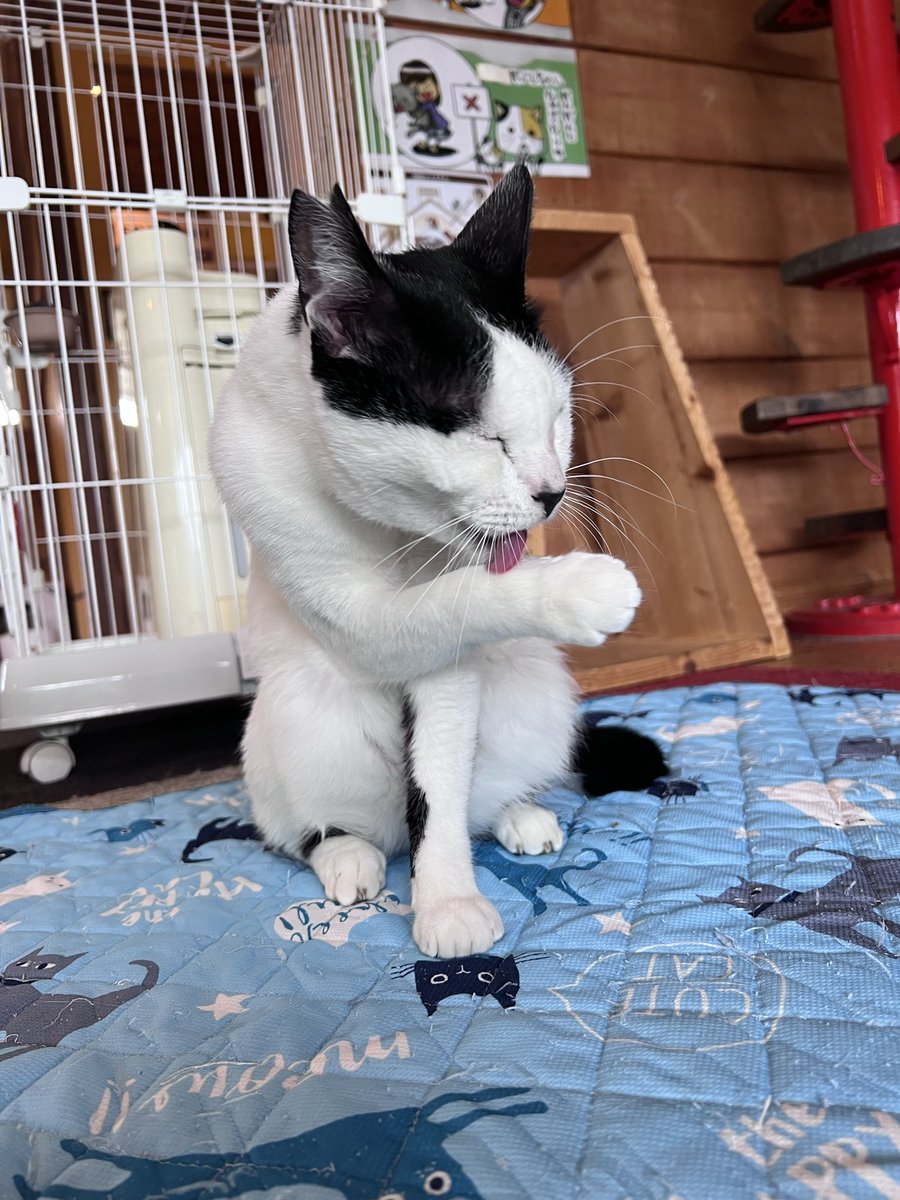 nekonoie5622's tweet photo. ☆卒店のお知らせ☆
人慣れ抜群💕遊ぶの大好き🐾スリゴロボーイの「しろ丸」くんにずっとのお家ができました🏠
ご縁に恵まれ、あっという間の卒店です😳✨
卒店は7/11（土）午前中の予定です🐈
卒店までにぜひ会いに来てくださいね🐈‍⬛ https://t.co/5xyKrViY4o