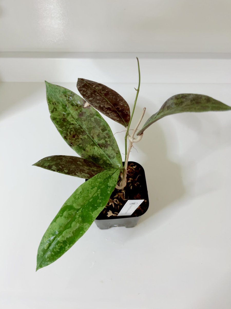 ni727171's tweet photo. ホヤ アフランビー レッド スプラッシュ🌱
1ヶ月前に赤丸つけた新芽がこんなに大きくなりました✨
片側だけ葉っぱが成長するのは何故なのか……🤔

#観葉植物
#ホヤ
#Hoya
#アフランビー https://t.co/LkWKlYyqMQ