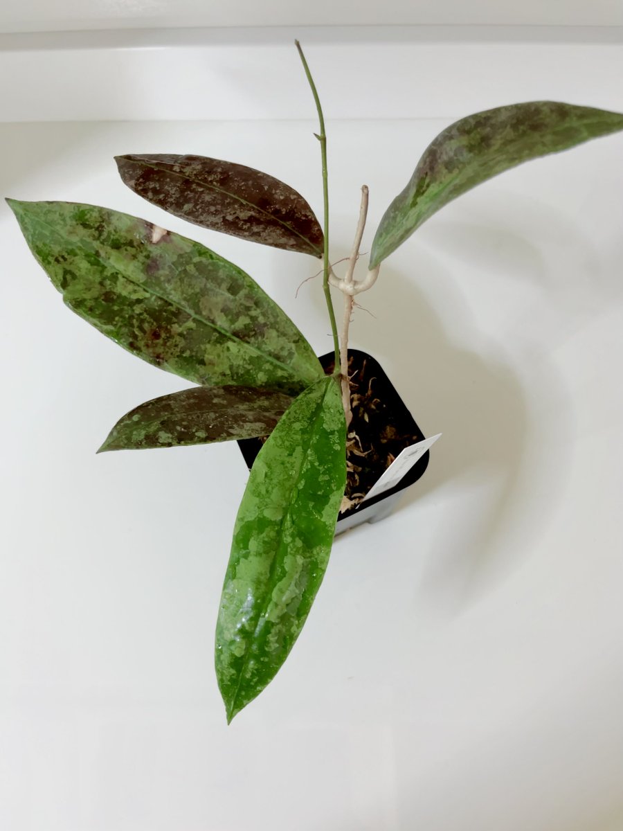 ni727171's tweet photo. ホヤ アフランビー レッド スプラッシュ🌱
1ヶ月前に赤丸つけた新芽がこんなに大きくなりました✨
片側だけ葉っぱが成長するのは何故なのか……🤔

#観葉植物
#ホヤ
#Hoya
#アフランビー https://t.co/LkWKlYyqMQ