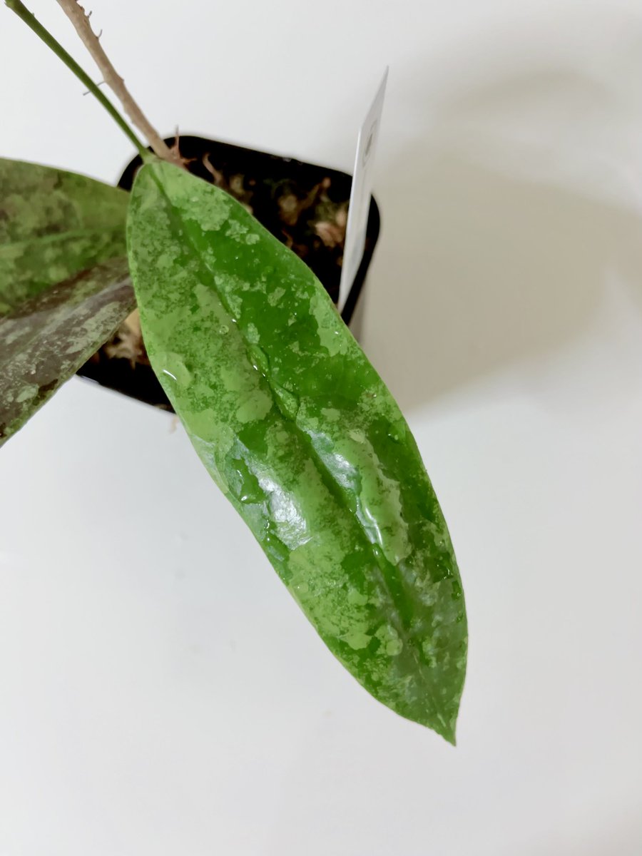 ni727171's tweet photo. ホヤ アフランビー レッド スプラッシュ🌱
1ヶ月前に赤丸つけた新芽がこんなに大きくなりました✨
片側だけ葉っぱが成長するのは何故なのか……🤔

#観葉植物
#ホヤ
#Hoya
#アフランビー https://t.co/LkWKlYyqMQ