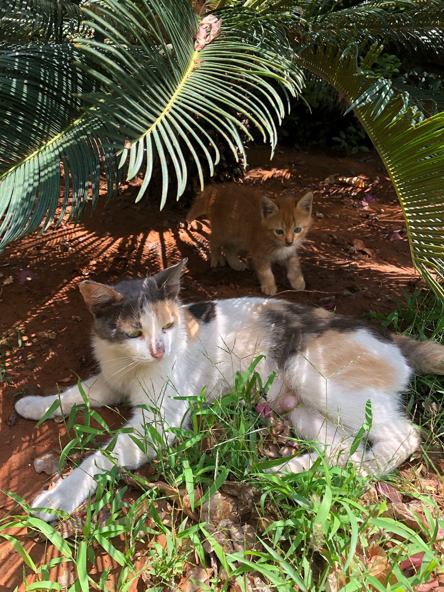 marie_nassar's tweet photo. Good morning X-Friends…Happy Thursday 🌼🍃☕️☀️😻🐱
My photo 📸

#ThursdayMorning 🌼 #CoffeeTime ☕️ #CatsLover 🐈🐈 #StayPositive 💛 #BeKindAlways 💐 #PeaceAndLove 🕊️ https://t.co/vydwZHMpLH