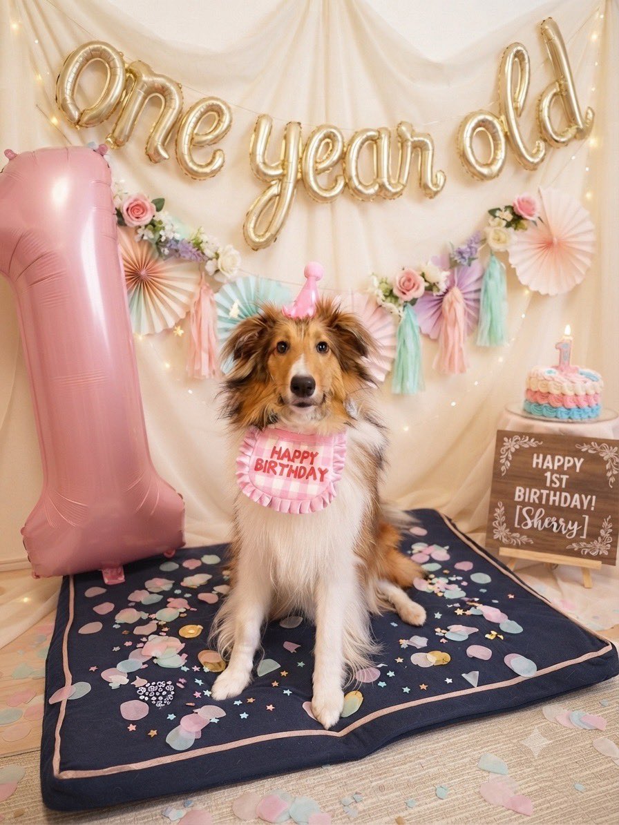 シェリー🐕(シェルティ) (@shelly33sheltie) / Posts / X