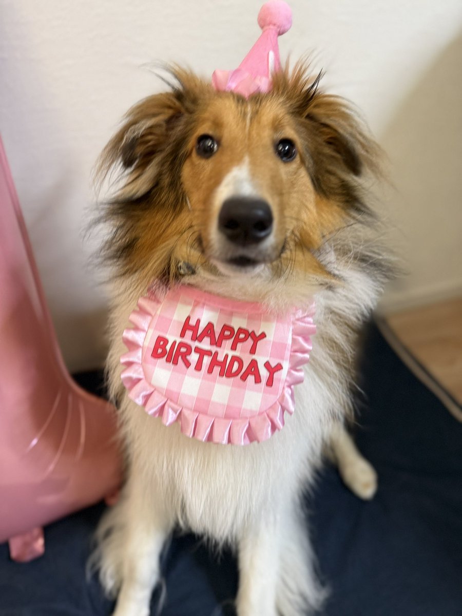 シェリー🐕(シェルティ) (@shelly33sheltie) / Posts / X