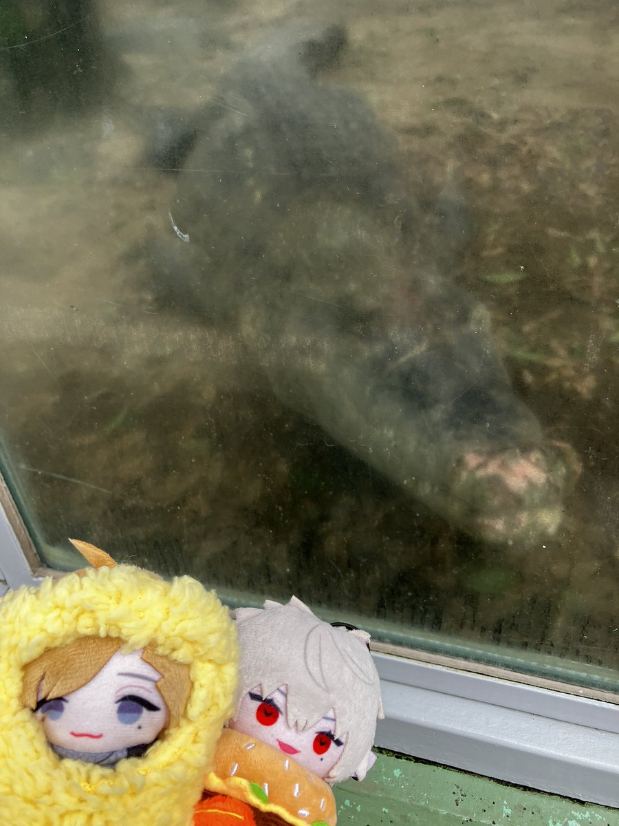 Qoo_m_'s tweet photo. わに、くろのわだよ
くろのわ、わにだよ https://t.co/MYVBmM2zfz