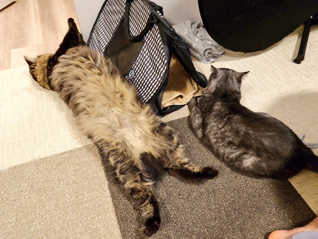 Heath0103's tweet photo. このくらいの距離でくつろげるようになってきました✨️🐈️🐈‍⬛✨️
ひーちゃん気を抜きすぎですね😂❤️

私が両腕いっぱいに伸ばして何とか届く距離が限界だった頃が懐かしいです。
ずーっとお兄ちゃん大好きなエリたんの粘り勝ち🏆️
ひーちゃんも頑張りました💕 https://t.co/BTtifQDa5d