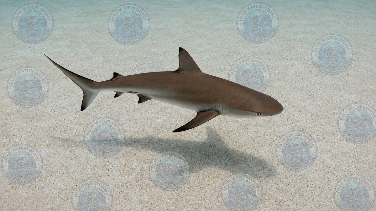 BlueWatersDive's tweet photo. A Caribbean reef shark cruises the white sand flats off Sint Maarten—a graceful reminder of the healthy reefs that support these incredible predators.

Image enhanced and edited using AI. 
#ScubaDiving #CaribbeanReefShark #SintMaarten #BlueWatersDiving https://t.co/QZV0laINA0