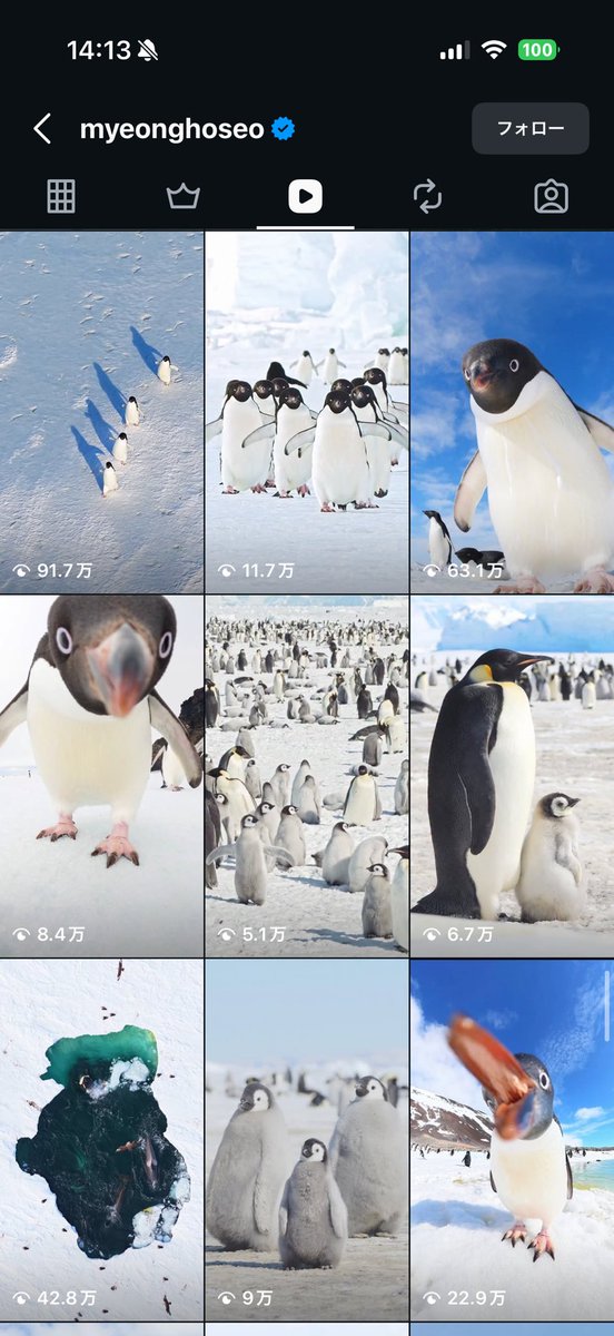 miichobitom's tweet photo. アリアナがフォローしてる動物写真家（というかほぼペンギン写真家）最高かもしれない https://t.co/9La61smYcl