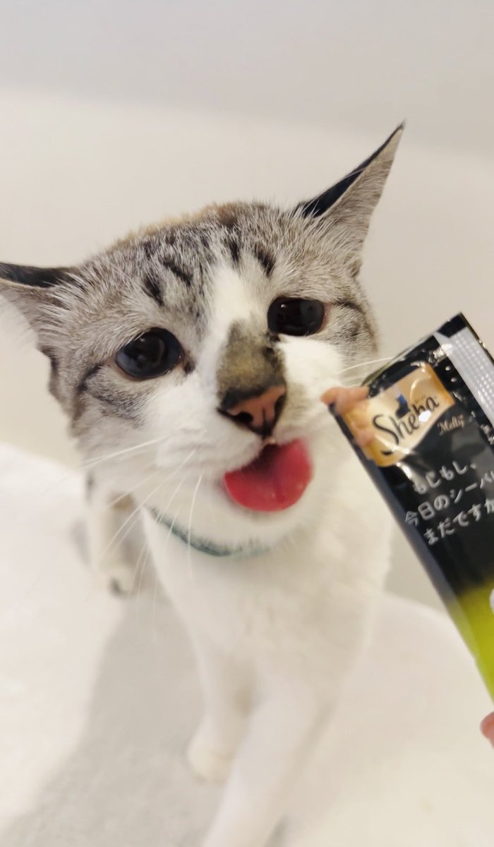piennekomint's tweet photo. ふむ、きょうはシーバですか https://t.co/TLhrSXMjNs