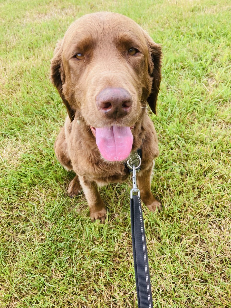 anne_ahickey's tweet photo. Aero knows that it’s Thursday and not Tuesday but it’s a #TongueOut anyway!
#Thursday 
#dogsoftwitter https://t.co/1qqQv6N2jc