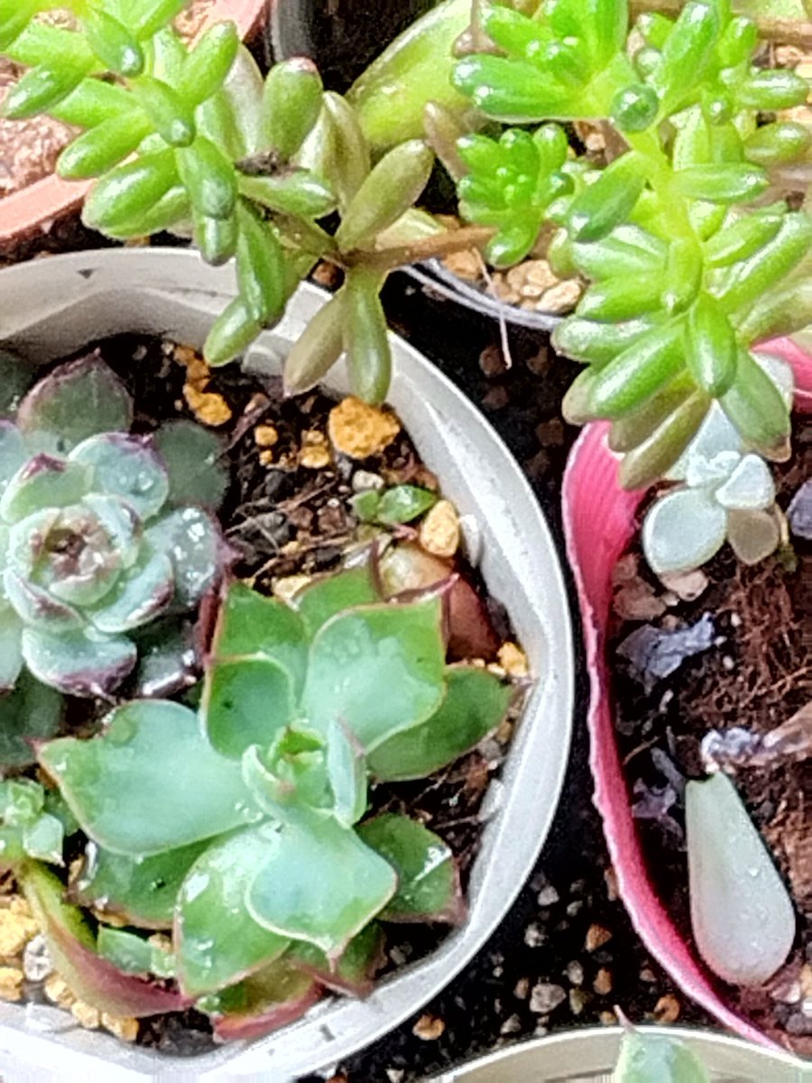 yamanase's tweet photo. 今日の軒下の多肉植物たち。 https://t.co/e6rRIrCgLu