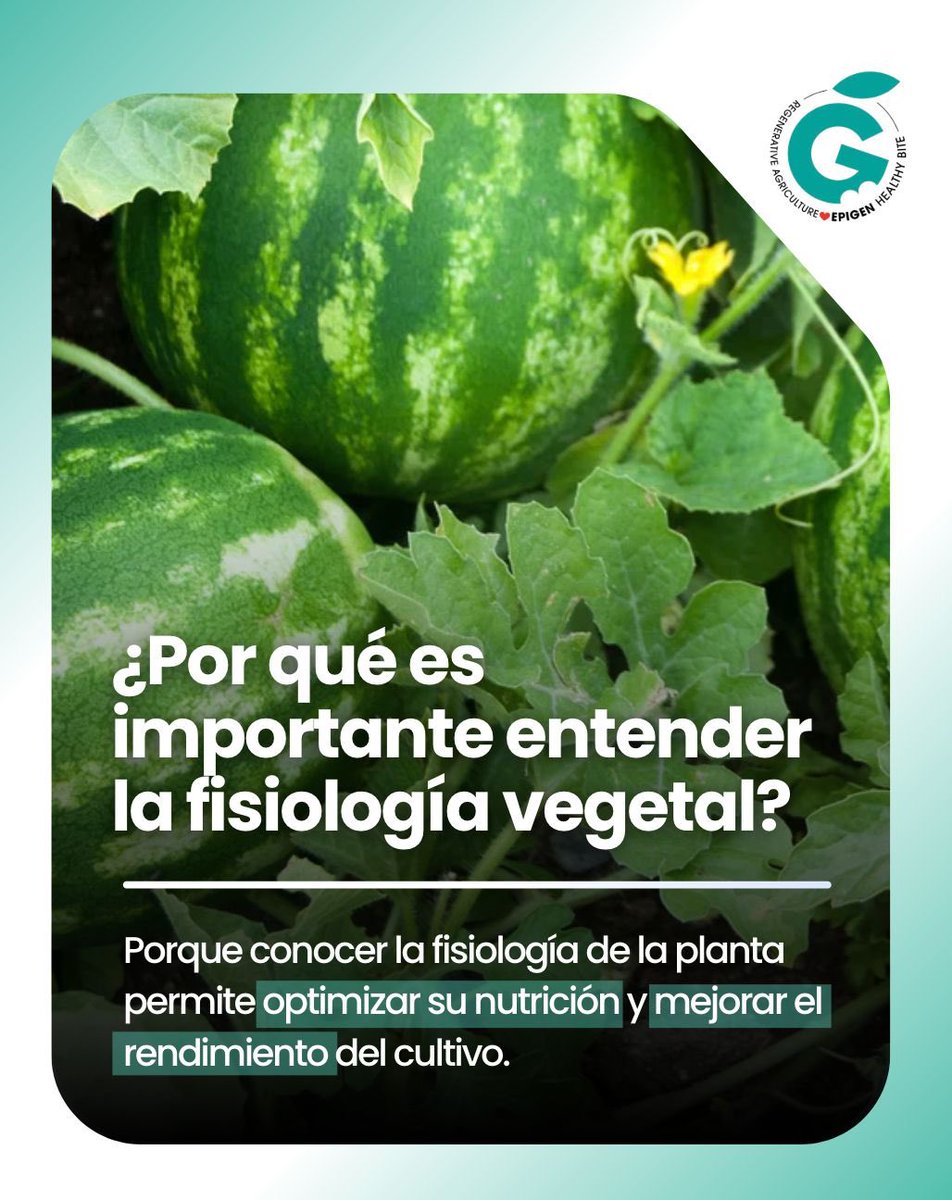 EpigenHealthy's tweet photo. 🍉 En Epigen Healthy Bite entendemos la importancia de conocer la fisiología de la planta, ya que nos permite optimizar su nutrición y mejorar el rendimiento del cultivo.

Salud en cada bocado ❤️

#epigenéticanutricional #nutrición #alimentaciónsaludable https://t.co/AIAEFKLPvN