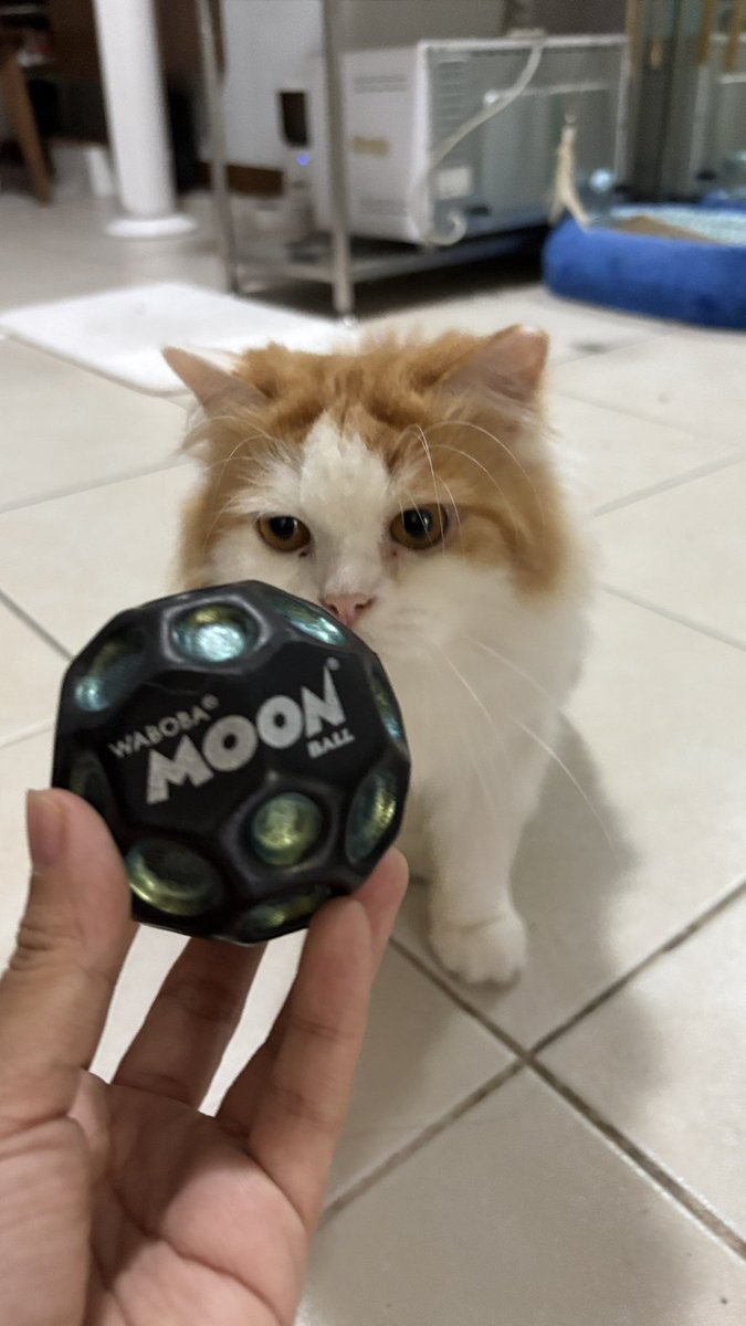 shoegazerr's tweet photo. he loves the moon ball https://t.co/JiT1h3Q8CO