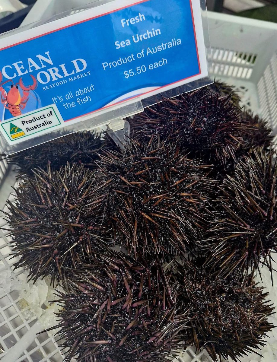 cairnschannel's tweet photo. ケアンズのシーフードショップに雲丹が入荷したらしい‼️

【ケアンズグルメ】
新鮮なシーフードを買いに行こう！
「OCEAN WORLD」
第80ページ
https://t.co/a5NGaDNlGz より https://t.co/1dBvOwqdmM
