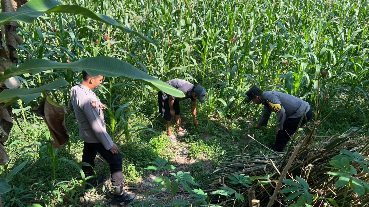 PolTempursari's tweet photo. BHABINKAMTIBMAS POLSEK LUMAJANG KOTA DUKUNG KETAHANAN PANGAN 
#astacita #swasembadapangan #ketahananpangan #ketahananpanganpoldajatim #ssdmpolri #divhumaspolri #birosdmpoldajatim #bidhumaspoldajatim #polreslumajang #kabupatenlumajang https://t.co/eM7lKe7R9o