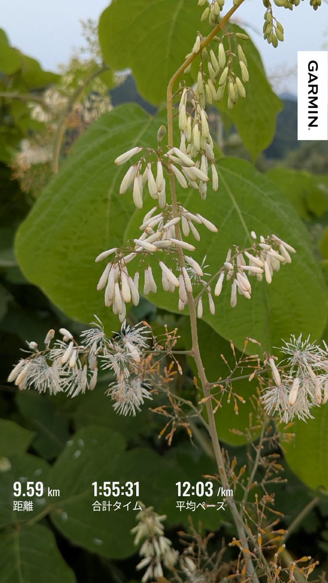 nodaemon7's tweet photo. 6/30 朝　#スロージョグ
左足ふくらはぎに痛みがまだ有ります
途中で見つけた
白い花の #タケニグサ
赤い花の #マルバルコウソウ
タケニグサは茎の乳液が毒
マルバルコウソウは種が毒
道端、河原によく咲いているので
注意が必要です！ https://t.co/xdSxafc9AZ