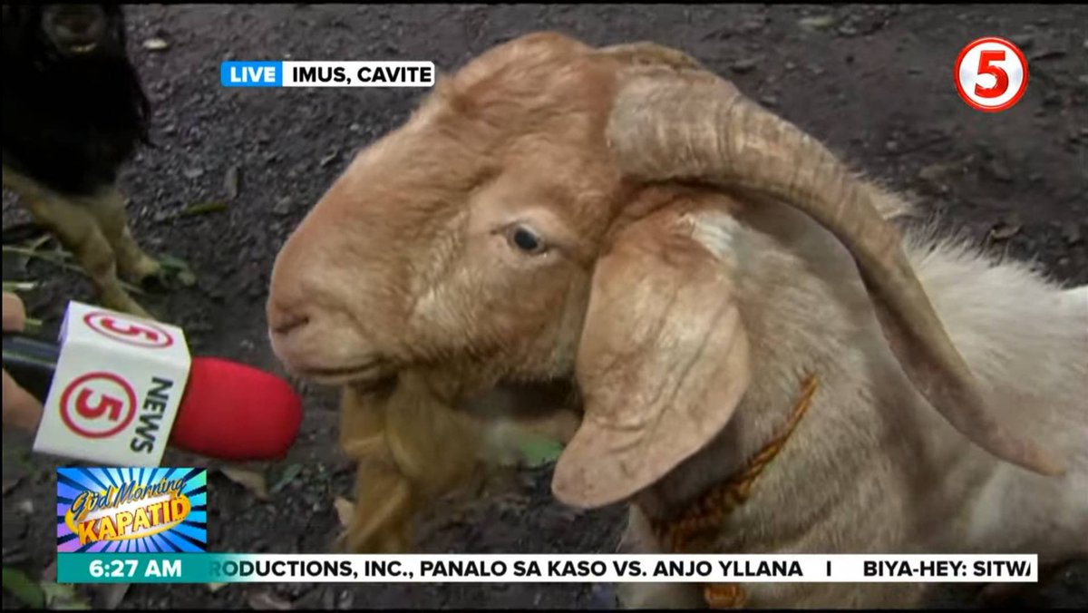 phtv_nocontext's tweet photo. goat interview https://t.co/uaCAbbwjYd