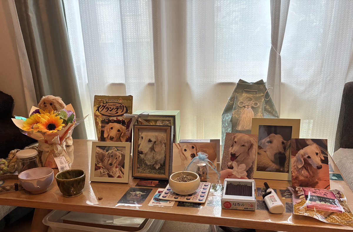 koumu331's tweet photo. 昨日14:30にクッキーが旅立ちました。
会社を早退し最後を看取ること���できました。
少し苦しそうな様子もありましたが、私の腕の中で静かに旅立ってくれました。安らかに眠っているようでした。 https://t.co/AUQONLzTYf