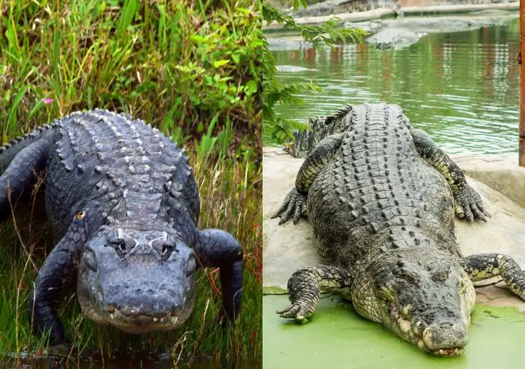 anonsimulators's tweet photo. I hate house lizards but crocodile and alligators are cute https://t.co/BOjB34xY1k