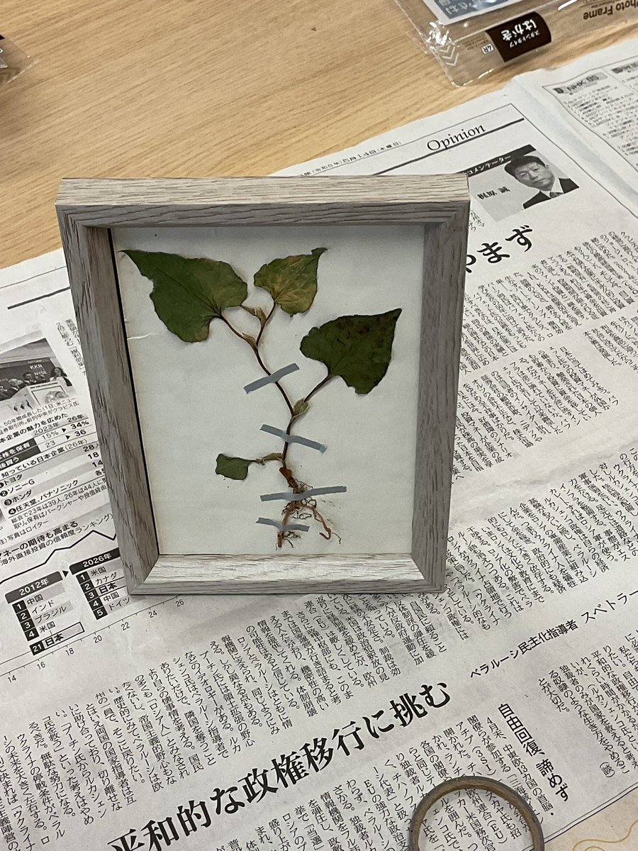 caraconeoffice's tweet photo. 商品開発中！！✨
ドクダミの植物標本🪴🖼️ https://t.co/am753WjXcm