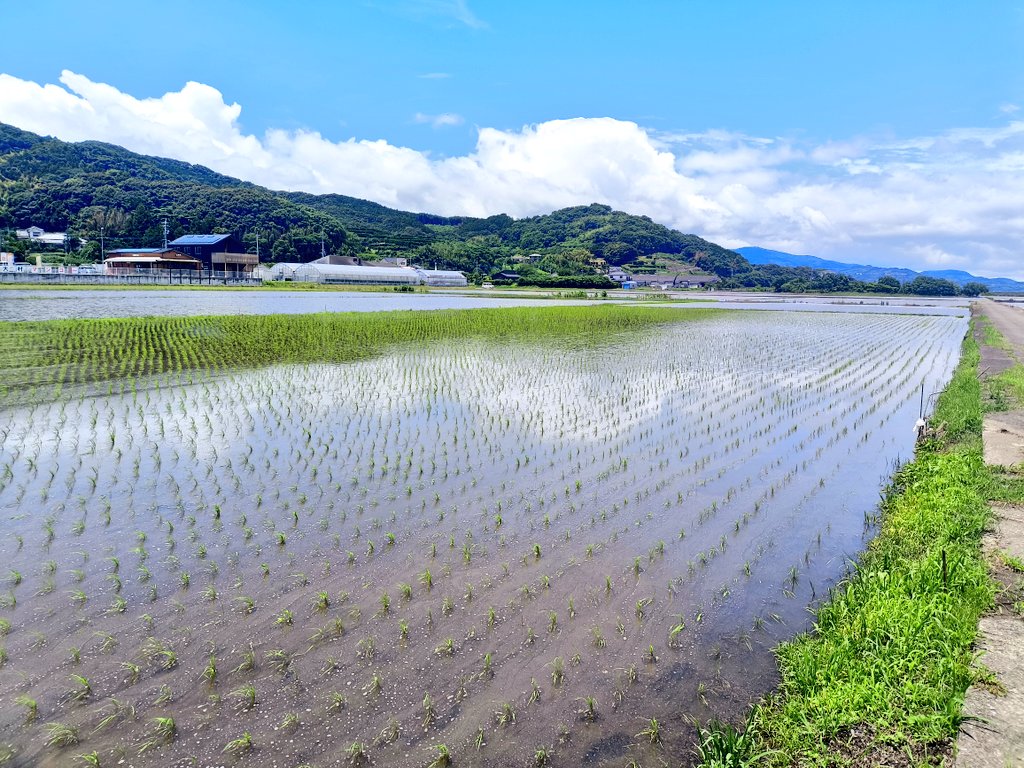 sgtbhat's tweet photo. 隣人に貸している水田に今年も見事に田植えがされていました
放置しているとヒエなどが自生してきて荒れてしまい近隣にも迷惑がかかるので、
稲作を継続して頂けるのは本当にありがたいです
荒れないだけでこちらは助かるので無料で貸していますが
毎年秋になるとお礼に新米を持ってきて下さいます🥹🌾 https://t.co/vljCTcO3Q2