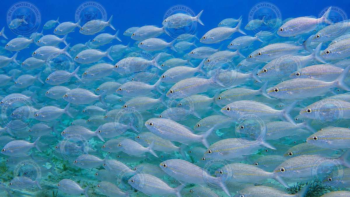 BlueWatersDive's tweet photo. A massive school of smallmouth grunts sweeps across the Benwood Wreck in Key Largo, moving in perfect unison over one of the Florida Keys’ most iconic wrecks. An unforgettable underwater spectacle.

Image enhanced and edited using AI.
#ScubaDiving #FloridaKeys #SmallmouthGrunt https://t.co/VOrlF45PGy