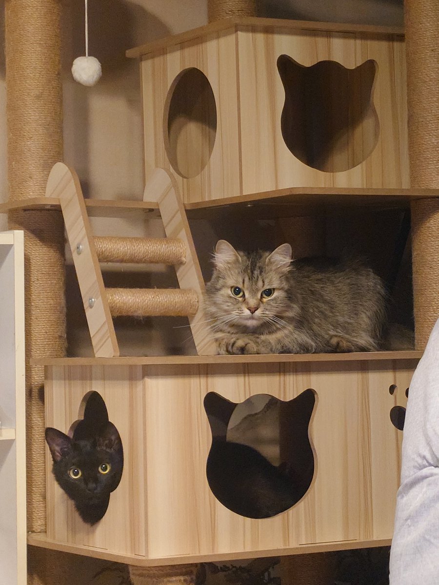 bunny_usagisan's tweet photo. ねこず https://t.co/rhB1ZCuiGY