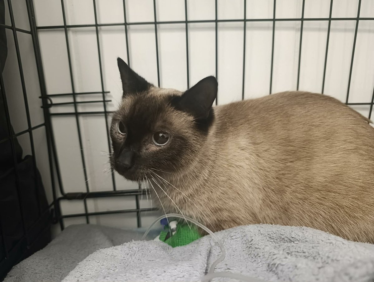 F_FELINEUS's tweet photo. 💔 Nadzieja dla Endżiego powoli gaśnie... 

Choć walczy z całych sił, zbiórka niemal stoi w miejscu. Nikt nie chce pomóc, a bez wsparcia trudno zapewnić mu dalsze leczenie.

https://t.co/A6Yw9jltzb

Każda złotówka i każde udostępnienie mogą uratować jego życie. 

Nie pozwólmy, by przegrał tylko dlatego, że zabrakło pomocy. 🐾❤️ https://t.co/A6Yw9jltzb